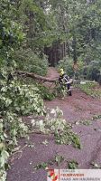 _2026-05-31 Baum über Straße Hohes Kreuz-17-10